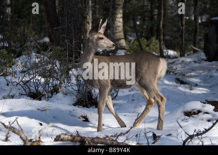 Mule Deer Odocoileus Hemionus Mineral County Colorado USA Herbst Stockfoto