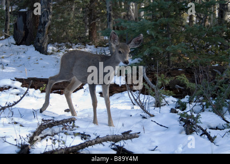 Mule Deer Odocoileus Hemionus Mineral County Colorado USA Herbst Stockfoto