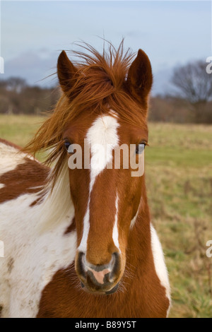 neugierig junges braunen und weißen Pferd im Feld mit Mähne im wind Stockfoto