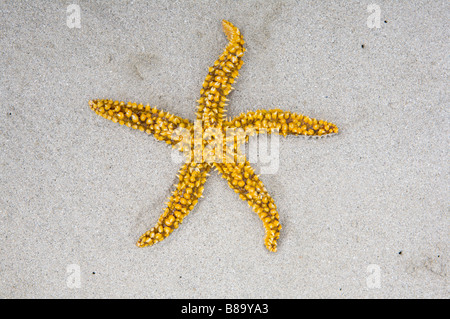Stern des Meeres über Sand des Strandes Stockfoto
