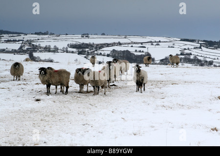 SCHAFE GRASEN AUF EINEM VERSCHNEITEN FELD IN MATLOCK, PEAK DISTRICT. Stockfoto