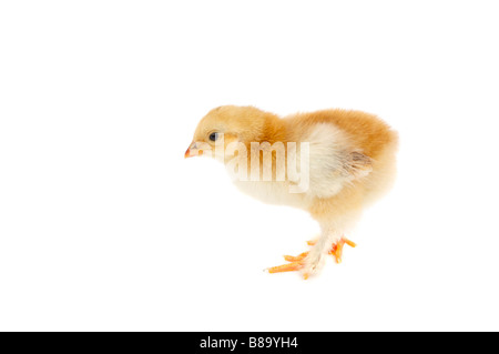 Ein Huhn klein ein weißer Hintergrund Stockfoto