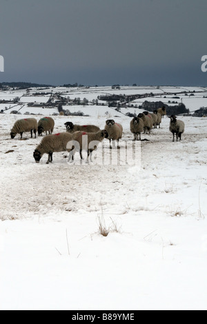 SCHAFE GRASEN AUF EINEM VERSCHNEITEN FELD IN MATLOCK, PEAK DISTRICT. Stockfoto