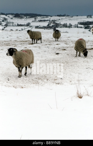 SCHAFE GRASEN AUF EINEM VERSCHNEITEN FELD IN MATLOCK, PEAK DISTRICT. Stockfoto