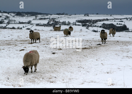 SCHAFE GRASEN AUF EINEM VERSCHNEITEN FELD IN MATLOCK, PEAK DISTRICT. Stockfoto