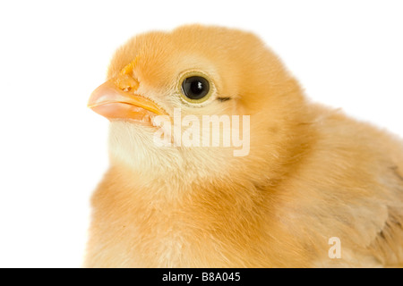 Gelbe kleine Huhn auf ein mehr als weißer Hintergrund Stockfoto