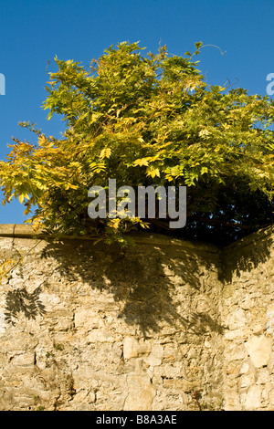 Ausschnitt aus der Wand neben der Deadman Spaziergang entlang Merton College, Oxford, England, UK. Stockfoto