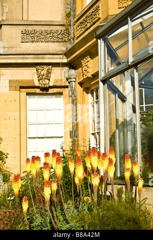 Red Hot Poker, Kniphofia Uvaria, gegen die Labor-Wand des Oxford, Botanischer Garten, England, UK. Stockfoto