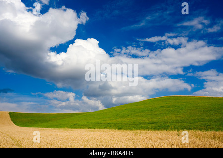 Kornfeld Süd Mähren Tschechien Europa Stockfoto