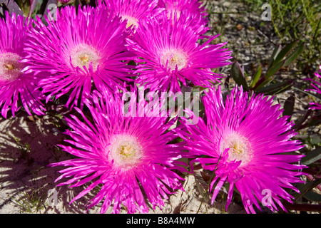 Nahaufnahme von Cape Fig (Khoi Deliciosus) Blumen wachsen an der Küste Sand West Coast Nationalpark Südafrika Stockfoto