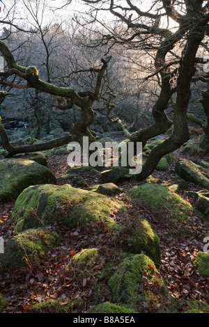 Eichen, Padley Schlucht, Peak District National Park, Derbyshire, England, UK Stockfoto