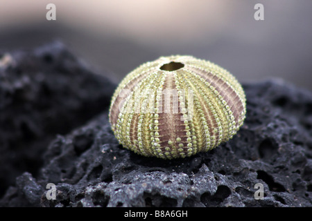 Green sea urchin, Lytechinus semituberculatus, Shell auf Rock bei Punta Cormoran, Insel Floreana, Galapagos, Ecuador im September Stockfoto