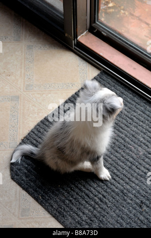 Acht Wochen alte Sheltie Welpen sitzen und schauen Glastür. Stockfoto