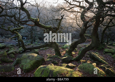 Eichen, Padley Schlucht, Peak District National Park, Derbyshire, England, UK Stockfoto