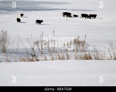 Herde von schwarzen Rinder auf der verschneiten Weide. Stockfoto