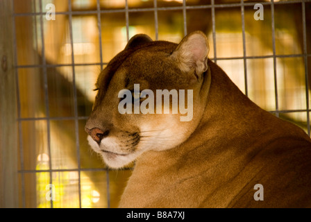 Gefährdete Arten Florida Panther Wootens Airboat Rides Attraktion im Everglades, Florida Stockfoto