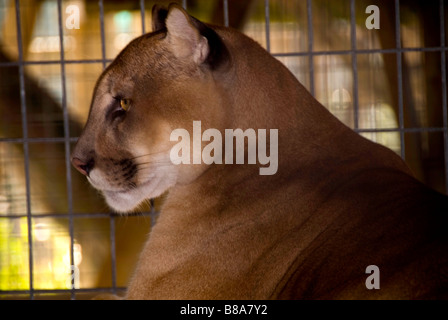 Gefährdete Arten Florida Panther Wootens Airboat Rides Attraktion im Everglades, Florida Stockfoto