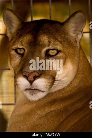 Gefährdete Arten Florida Panther Wootens Airboat Rides Attraktion im Everglades, Florida Stockfoto