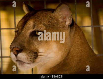 Gefährdete Arten Florida Panther Wootens Airboat Rides Attraktion im Everglades, Florida Stockfoto