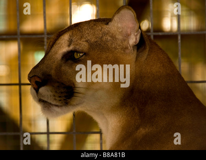 Gefährdete Arten Florida Panther Wootens Airboat Rides Attraktion im Everglades, Florida Stockfoto