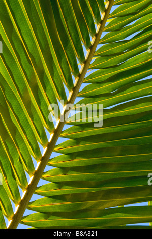 Blatt der Kokospalme Stockfoto