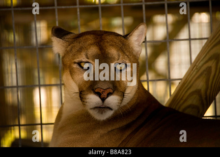 Gefährdete Arten Florida Panther Wootens Airboat Rides Attraktion im Everglades, Florida Stockfoto