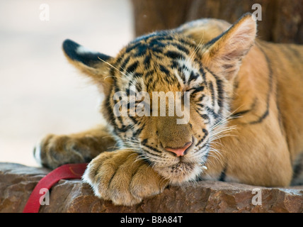 Schließen Sie herauf Bild der jungen tiger Stockfoto