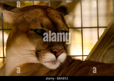 Gefährdete Arten Florida Panther Wootens Airboat Rides Attraktion im Everglades, Florida Stockfoto