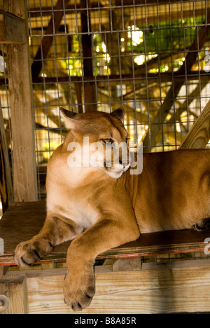 Gefährdete Arten Florida Panther Wootens Airboat Rides Attraktion im Everglades, Florida Stockfoto