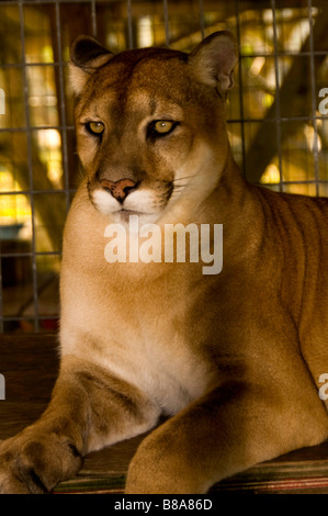 Gefährdete Arten Florida Panther Wootens Airboat Rides Attraktion im Everglades, Florida Stockfoto