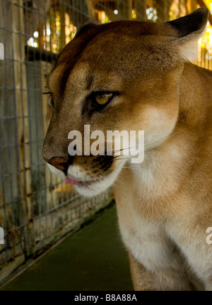 Gefährdete Arten Florida Panther Wootens Airboat Rides Attraktion im Everglades, Florida Stockfoto