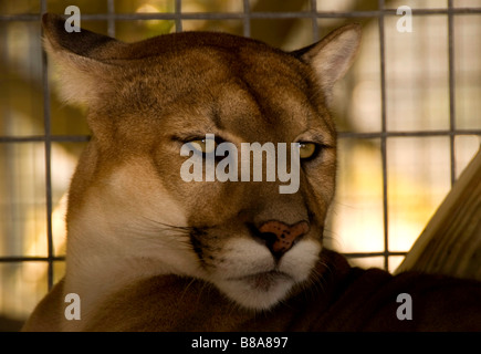 Gefährdete Arten Florida Panther Wootens Airboat Rides Attraktion im Everglades, Florida Stockfoto