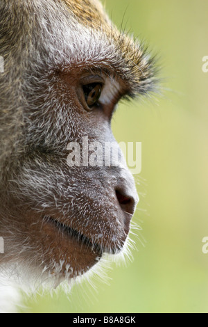 Wilde Makaken Affen, Batu Caves, Malaysia. Stockfoto