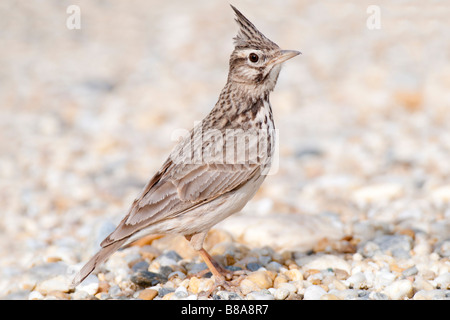 Haubenlerche (Galerida Cristata) - Lark crested- Stockfoto