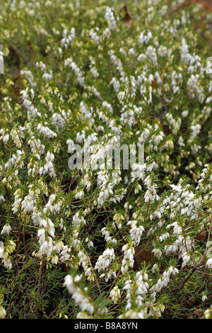 ERICA X DARLEYENSIS WEIßE PERFEKTION AGM BEI RHS WISLEY GARDEN UK Stockfoto