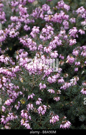 ERICA X DARLEYENSIS ARCHIE GRAHAM AN DER RHS WISLEY GARDEN UK Stockfoto