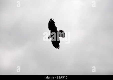 Galapagos Falke, Buteo galapagoensis, im Flug in Punta Suarez, Espanola Island, Galapagos, Ecuador im September Stockfoto