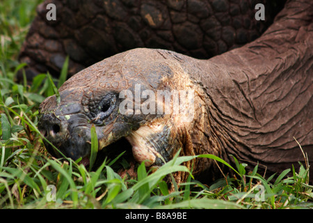 Galapagos Riesenschildkröten, Geochelone spp, essen Gras in Puerto Ayora, Isla Santa Cruz, Galapagos, Ecuador im September Stockfoto