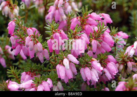 ERICA CARNEA WINTERFREUDE BEI RHS WISLEY GARDEN UK Stockfoto