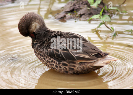 Galapagos weiß ist pintail Duck, Anas bahamensis galapagensis, Putzen in Puerto Ayora, Isla Santa Cruz, Galapagos, Ecuador Stockfoto