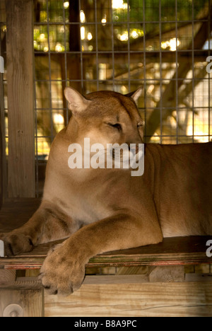 Gefährdete Arten Florida Panther Wootens Airboat Rides Attraktion im Everglades, Florida Stockfoto