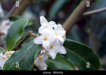 DAPHNE BHOLUA ALBA IM FEBRUAR Stockfoto