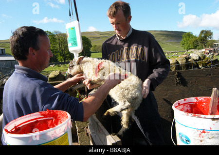 Zwei Hände Farm mark Lämmer auf einer Farm in den Yorkshire Dales UK Stockfoto