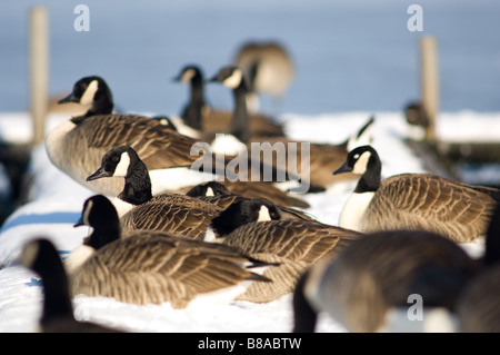 Eine Familiengruppe Kanadagänse, männliche & weibliche ruht an der Seite eines Sees im Schnee Stockfoto