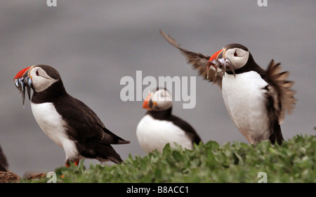 Papageientaucher auf Inner Farne - "The Food, der Weg ist vorbei..." Stockfoto