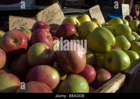 Äpfel zum Verkauf an der Union Square Greenmarket im Stadtteil Union Square in New York Stockfoto