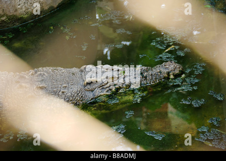 Krokodil im Gehäuses Wat Ratchaburana buddhistischen Tempel in Pahurat Bereich in Bangkok Thailand Stockfoto