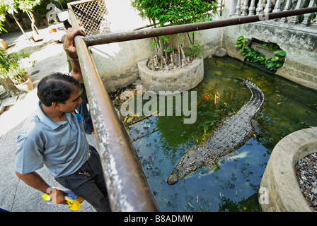 Krokodil im Gehäuses Wat Ratchaburana buddhistischen Tempel in Pahurat Bereich in Bangkok Thailand Stockfoto