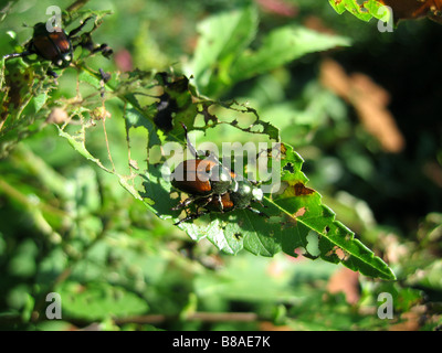 Ein paar japanische Käfer Popillia Japonica Paarung. Stockfoto