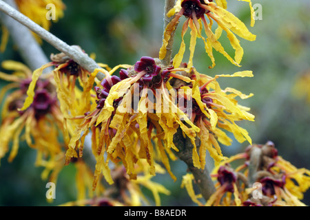 HAMAMELIS X INTERMEDIA ORANGENHAUT BEI RHS WISLEY GARDEN UK Stockfoto